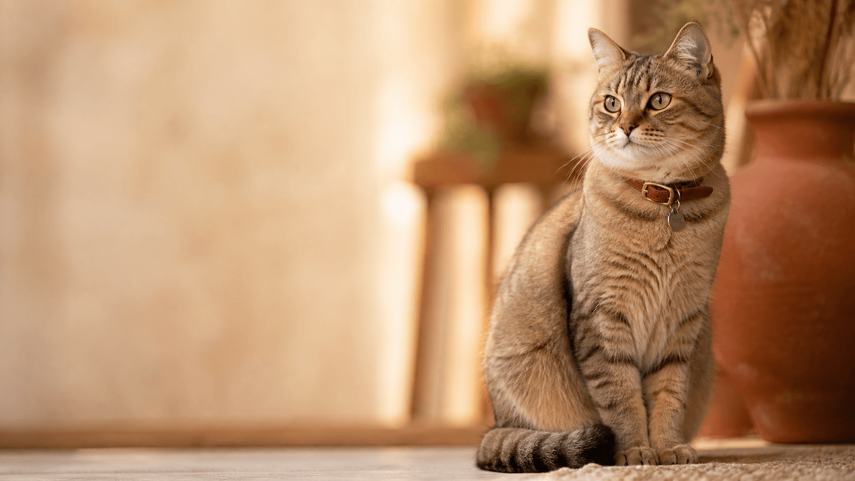 Cat with smart tag collar